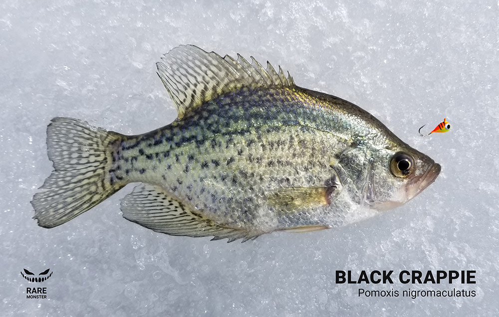 Black crappie caught with a Rare Monster tungsten ice fishing jig.